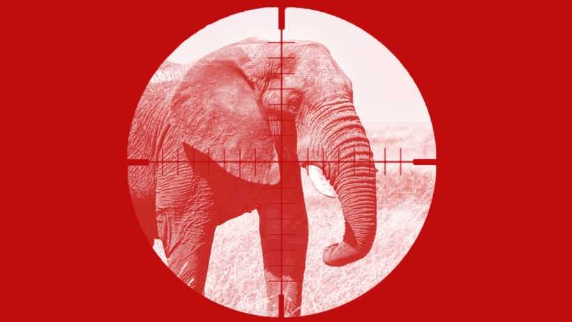 Ban hunting in Botswana forever: petition
