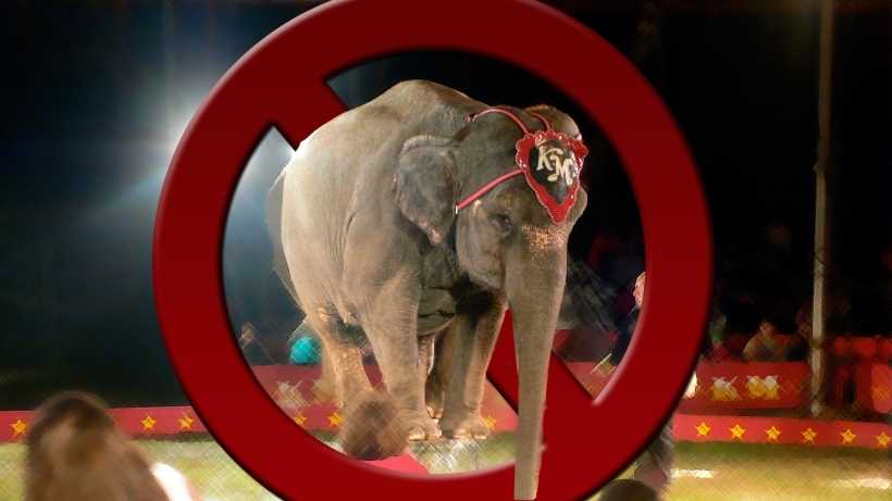 Should animals be banned in the circus?