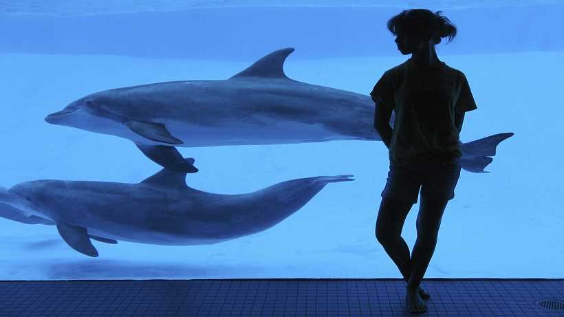 Dolphins in captivity. Pros and cons of dolphinariums.