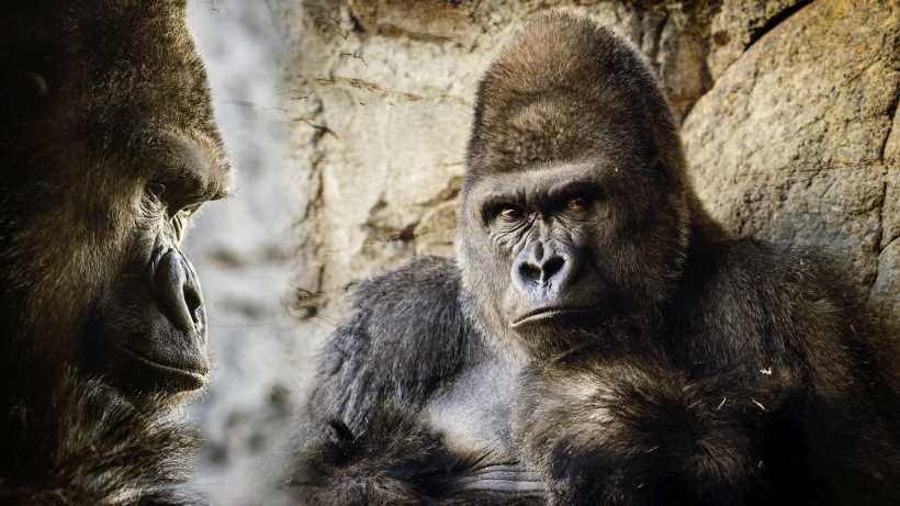 should gorillas be banned in zoos