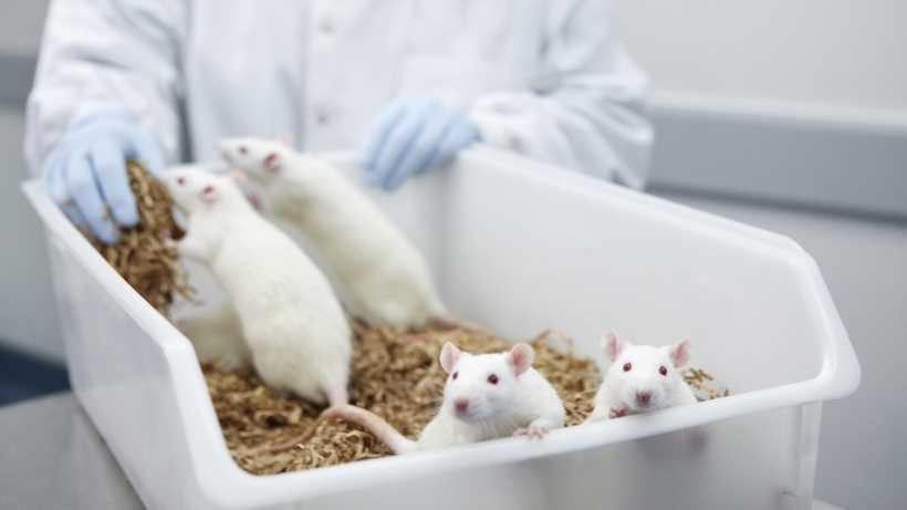 Is animal testing necessary for the cosmetic industry? Should it be banned?