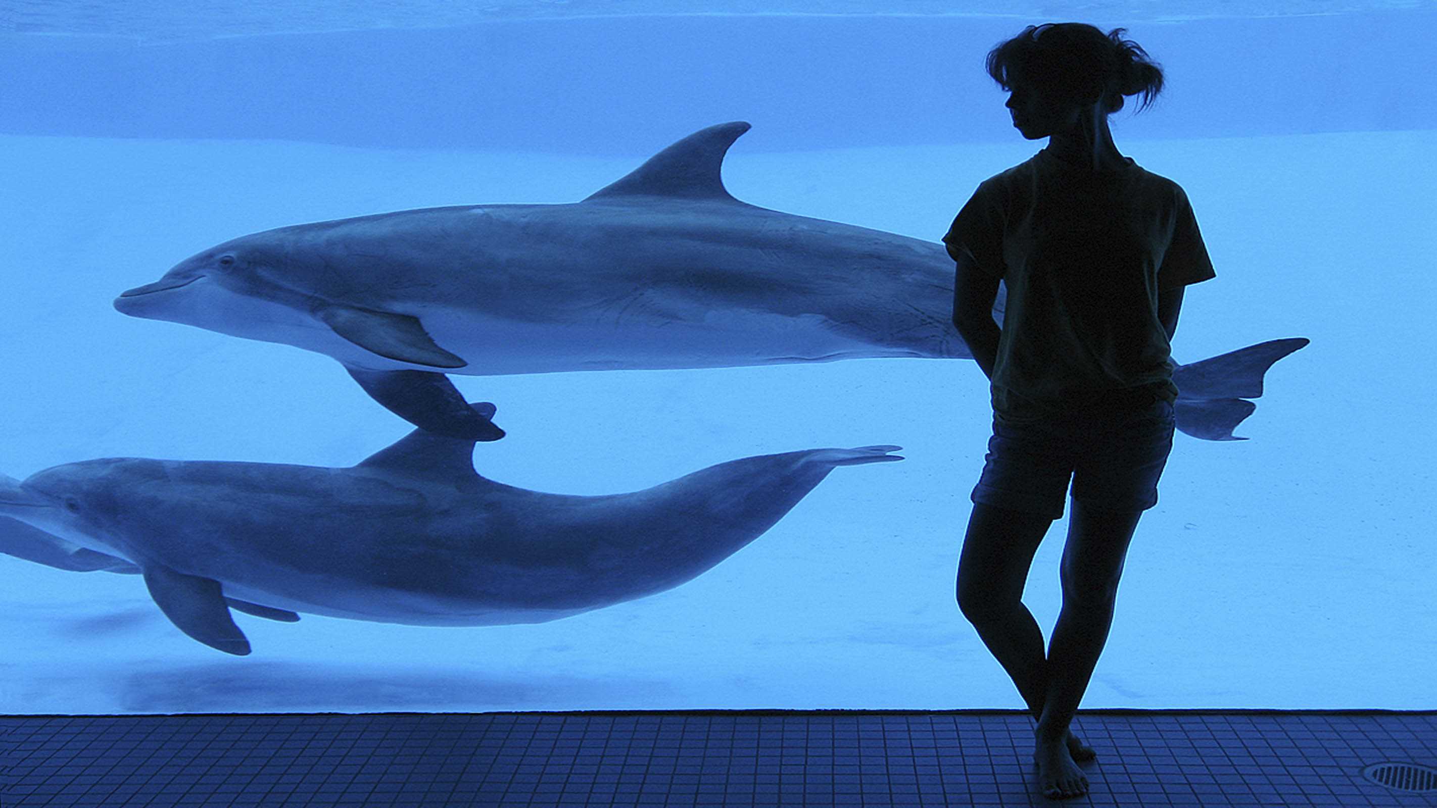 Dolphins in captivity: should dolphinariums be banned? - netivist